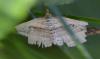 Costaconvexa polygrammata